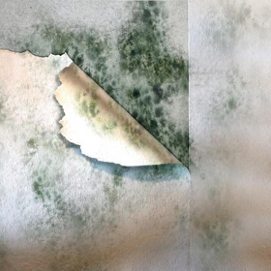 Typischer Schimmelbefall im Wohnbereich.