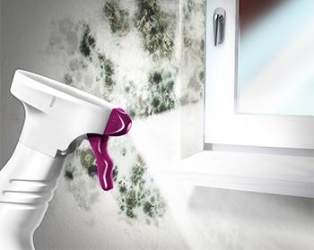 Mem - Schimmelentfernung  - Projekt teaser